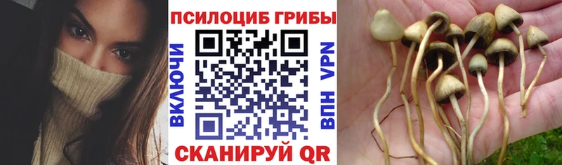 как найти закладки Нефтекамск Псилоцибиновые грибы мицелий